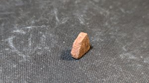 Turtle shell fragment - Side view. The bone structure is visible.