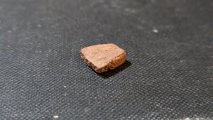 Turtle shell fragment