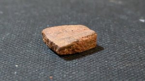 Turtle shell fragment