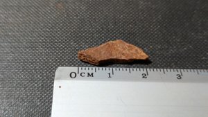Turtle shell fragment - Measurement ~2cm