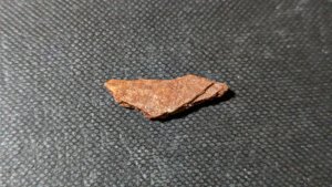 Turtle shell fragment