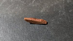 Turtle shell fragment - Side view. The bone structure is visible.