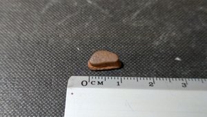 Turtle shell fragment - Measurement ~1cm