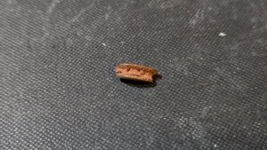 Turtle shell fragment