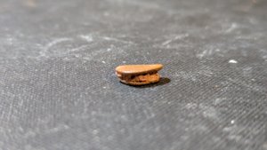 Turtle shell fragment