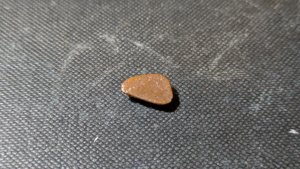 Turtle shell fragment