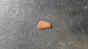 Turtle shell fragment