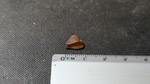 Turtle shell fragment - Measurement ~1cm