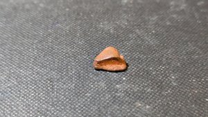 Turtle shell fragment