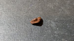 Turtle shell fragment