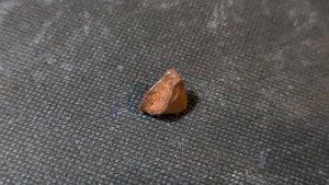 Turtle shell fragment