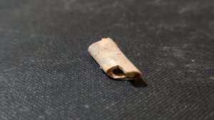 Bone fragment of a Pterosaur or avian-like Theropod - The inside is hollow.