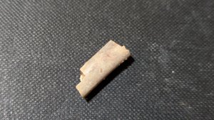 Bone fragment of a Pterosaur or avian-like Theropod