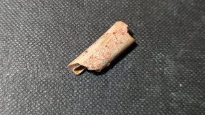 Bone fragment of a Pterosaur or avian-like Theropod