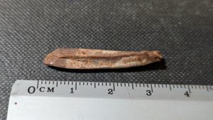 Bone - Measurement ~3cm