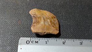 Unknown - Measurement ~1.5cm