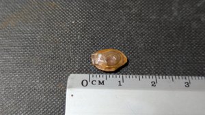 Unknown - Measurement ~1cm