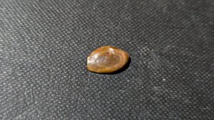 Unkown - A small hole can be seen.