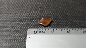 Fish scale - Measurement ~1cm