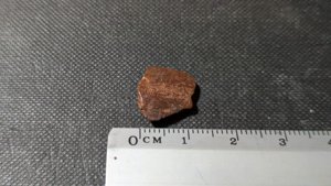 Turtle shell fragment - Measurement ~1cm