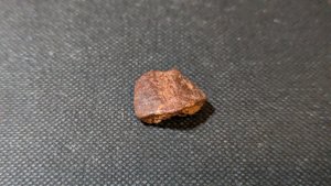 Turtle shell fragment
