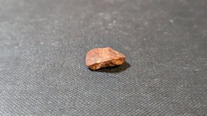 Turtle shell fragment