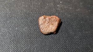 Turtle shell fragment