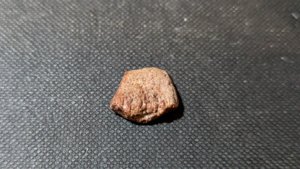 Turtle shell fragment