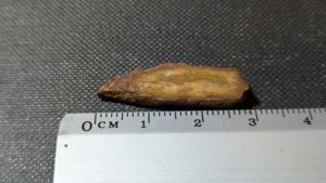 Unknown - Measurement ~3cm
