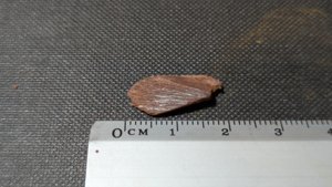 Unknown, perhaps bone fragment - Measurement ~2cm