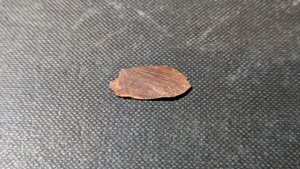 Unknown, perhaps bone fragment