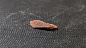 Unknown, perhaps bone fragment