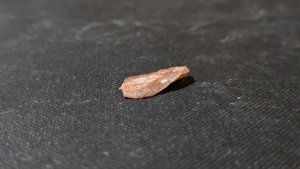 Unknown, perhaps bone fragment