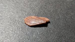 Unknown, perhaps bone fragment