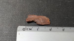 Unknown, perhaps bone fragment - Measurement ~2cm