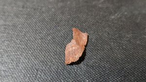 Unknown, perhaps bone fragment
