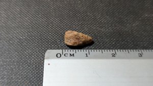 Bone fragment - ~1cm