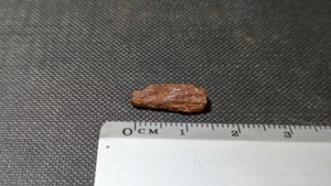 Bone fragment - ~1cm