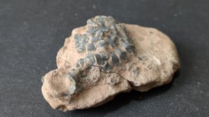 Calyx fragment - tightly fused plates, characteristic of the camerate crinoids