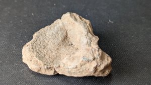 Calyx fragment - back side