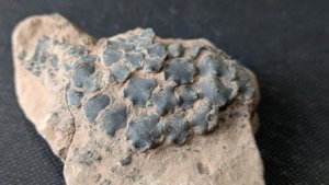 Calyx fragment - tightly fused plates, characteristic of the camerate crinoids