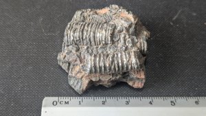 Stem fragments - ~2cm