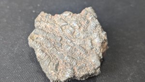 Stem fragments - Other side