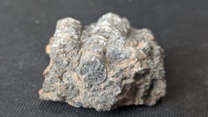 Stem fragments - Cross-section