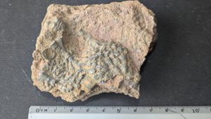 Calyx fragment with stem - 4-5cm