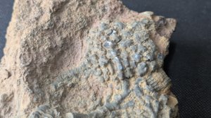 Calyx fragment with stem