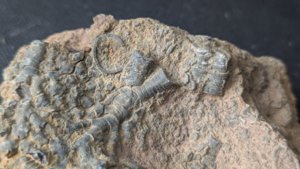 Calyx fragment with stem - Cross-section and branching of the stem can be seen