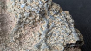 Calyx fragment with stem - Cross-section and branching of the stem can be seen