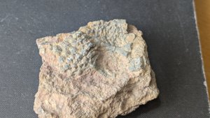 Calyx fragment with stem