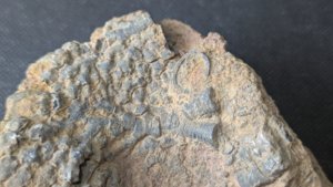 Calyx fragment with stem - Cross-section and branching of the stem can be seen